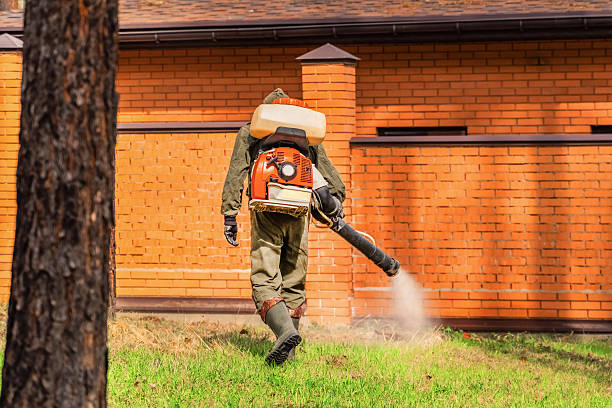Trusted Termite Control service in Wellington, CO - Nex Pest Control